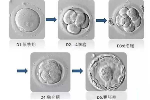 息烽县那有代孕的_息烽县正规代孕流程_泰国试管婴儿移植，如何挑选优质胚胎